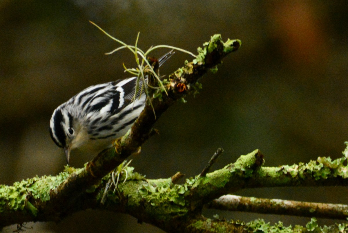Black-and-white Warbler - ML643208589