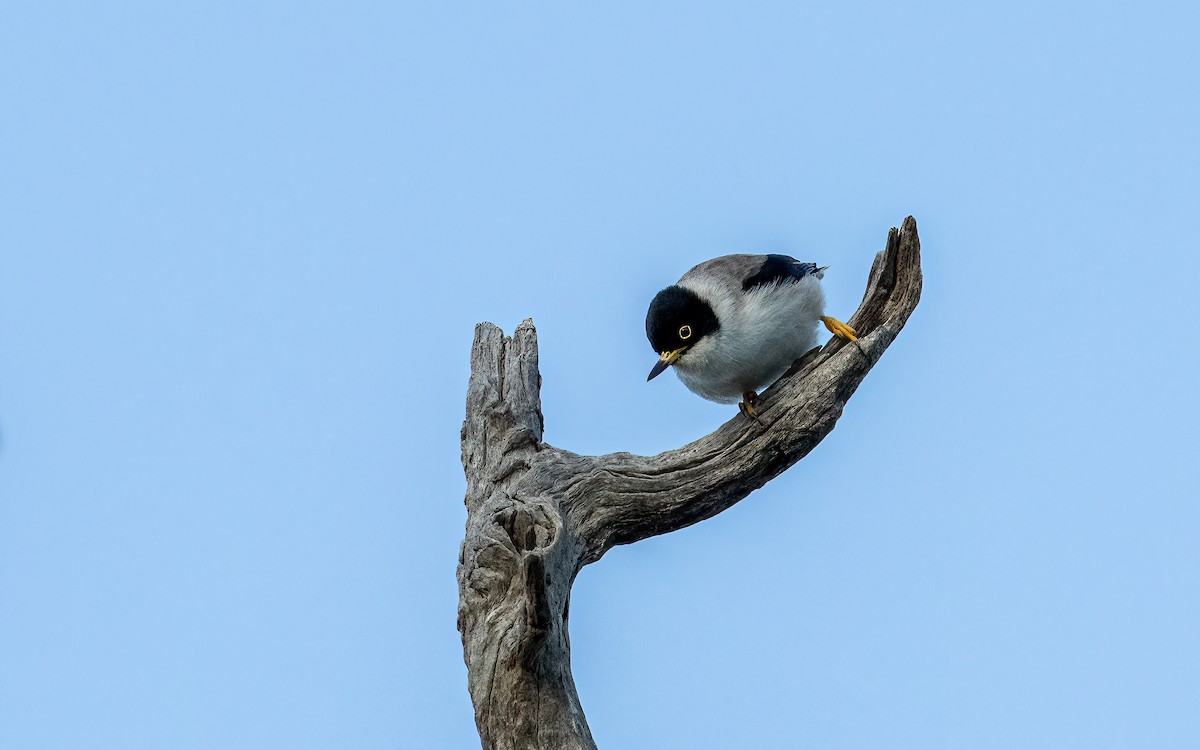 Néositte variée (pileata) - ML643208590