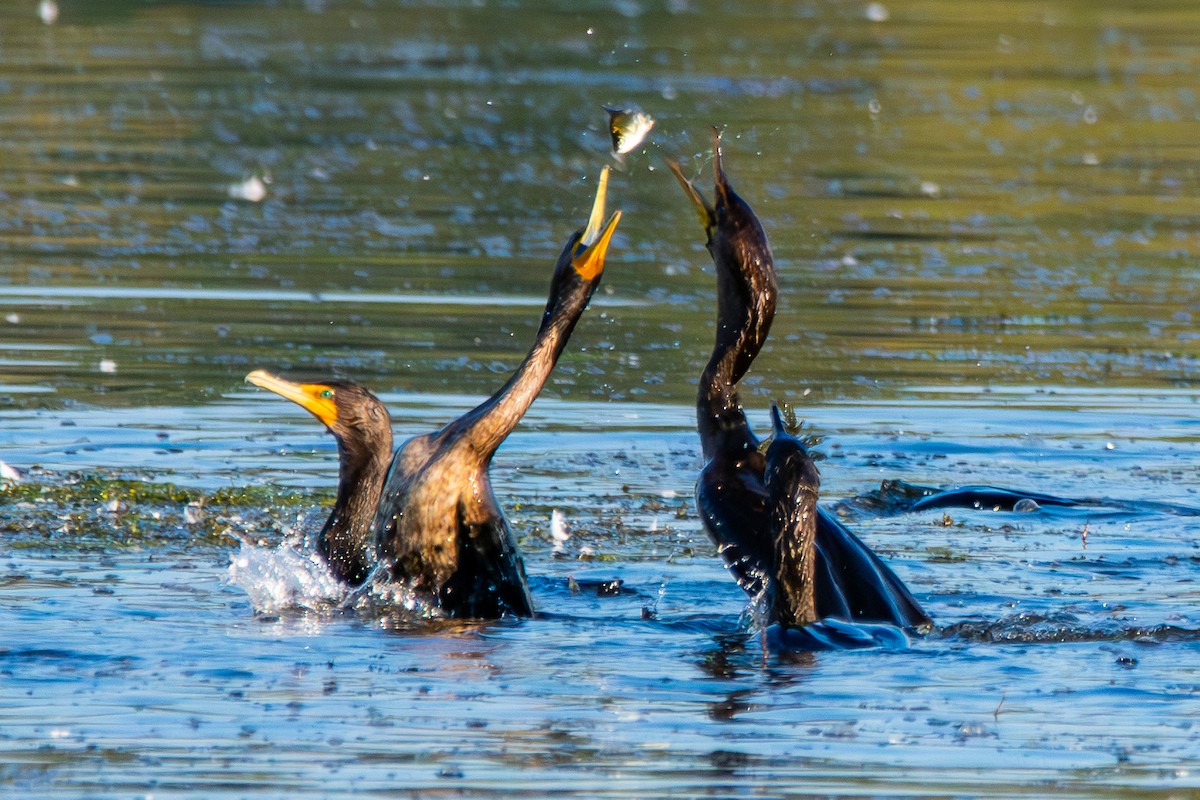 Double-crested Cormorant - ML643208604