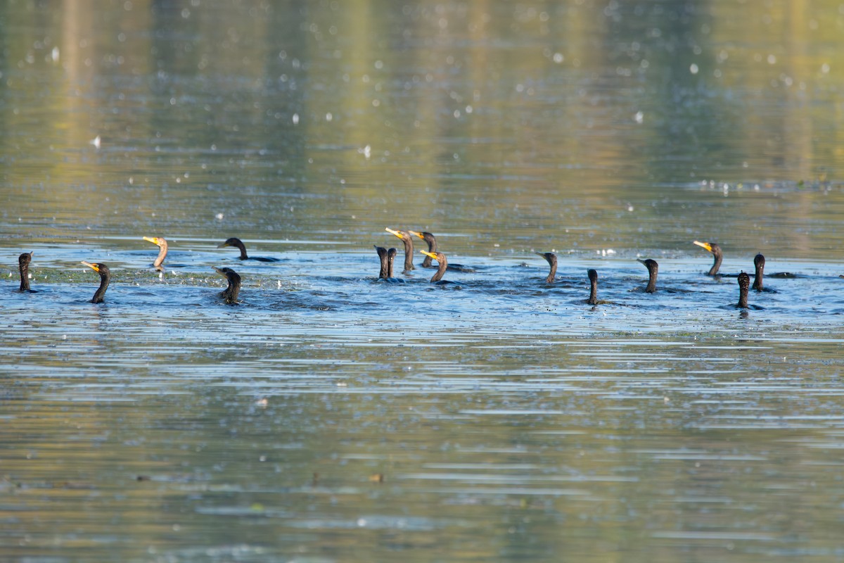 Double-crested Cormorant - ML643208605