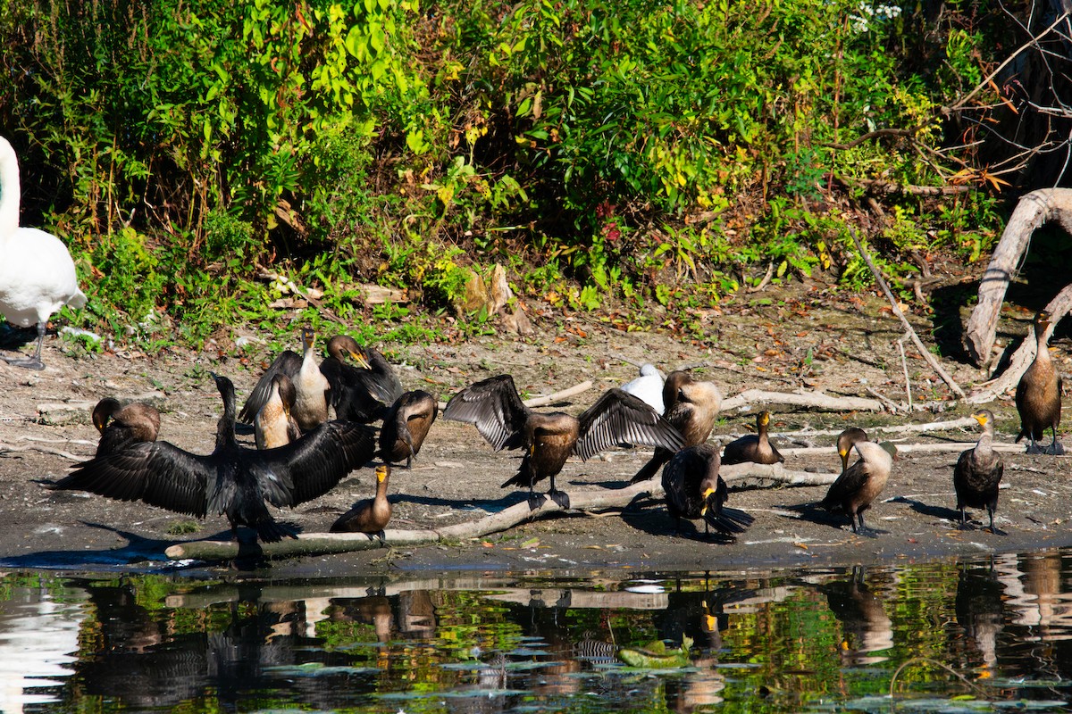 Double-crested Cormorant - ML643208606