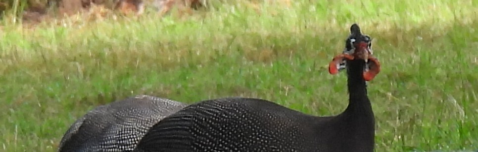 Helmeted Guineafowl (Domestic type) - ML643208615