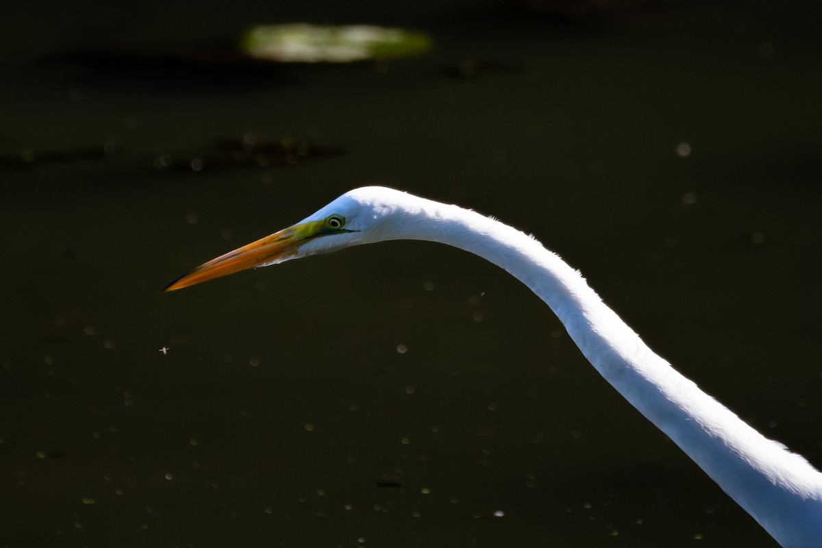 Great Egret - ML643208624