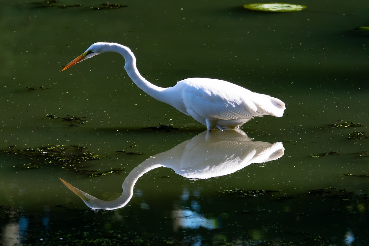 Great Egret - ML643208625