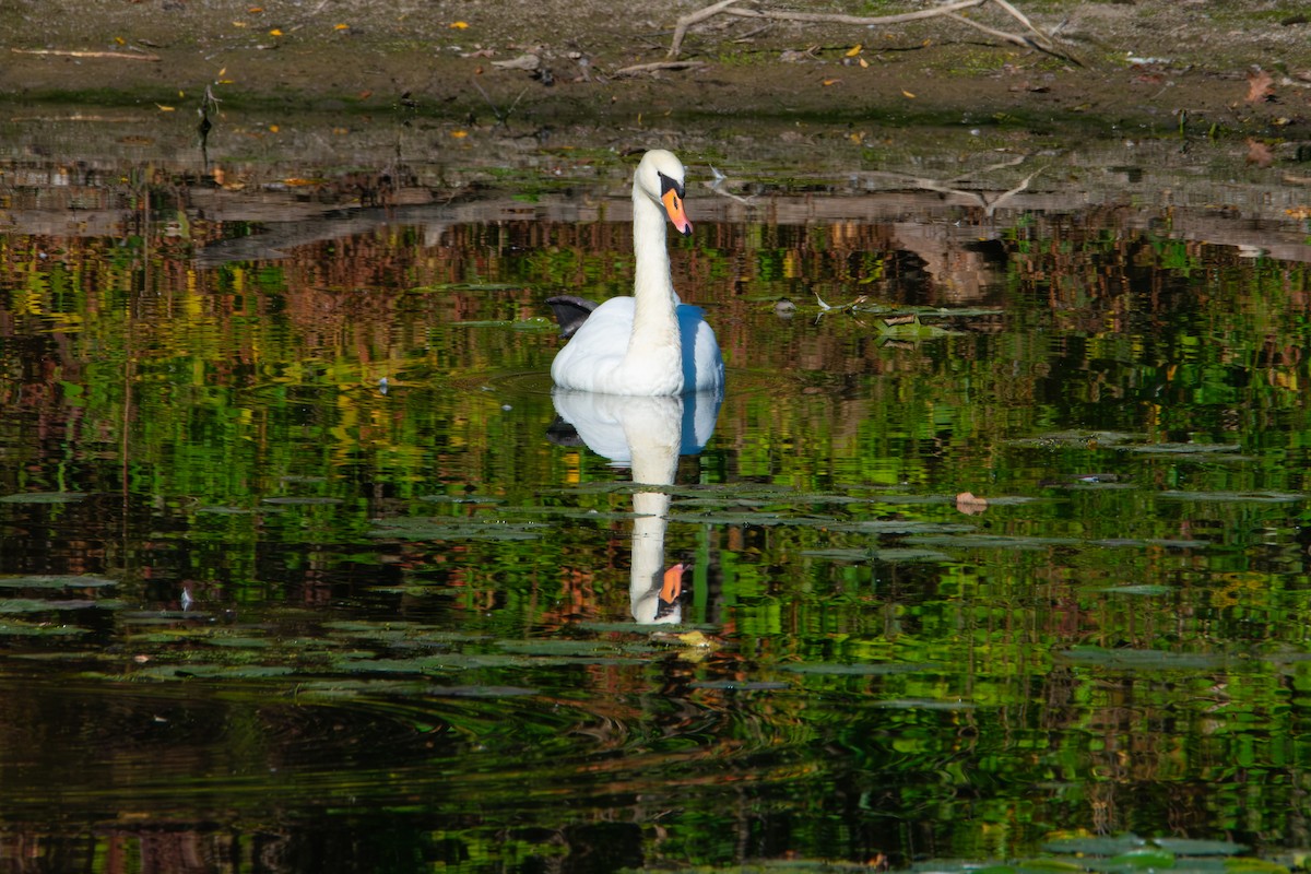 Mute Swan - ML643208637