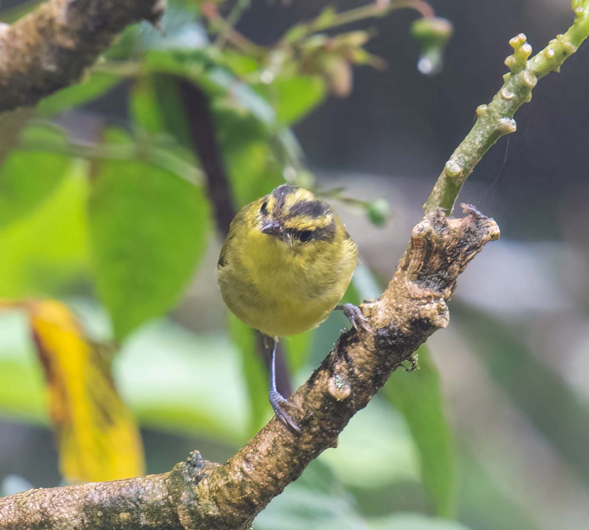 Mountain Leaf Warbler - ML643208647