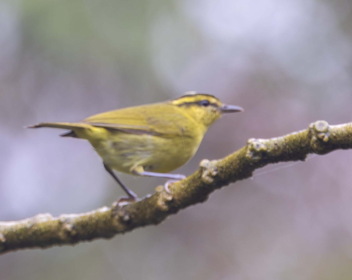 Mountain Leaf Warbler - ML643208660