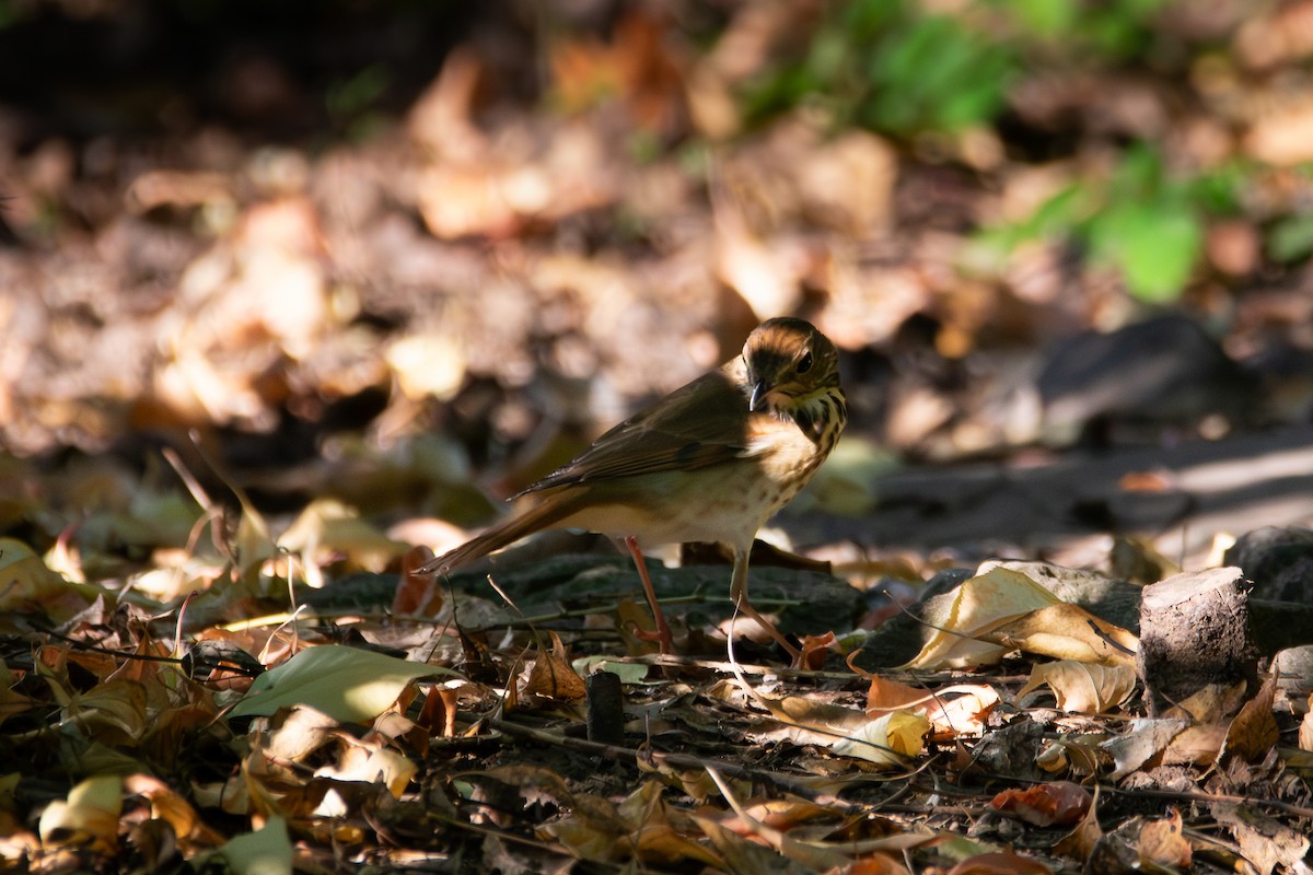Hermit Thrush - ML643208662