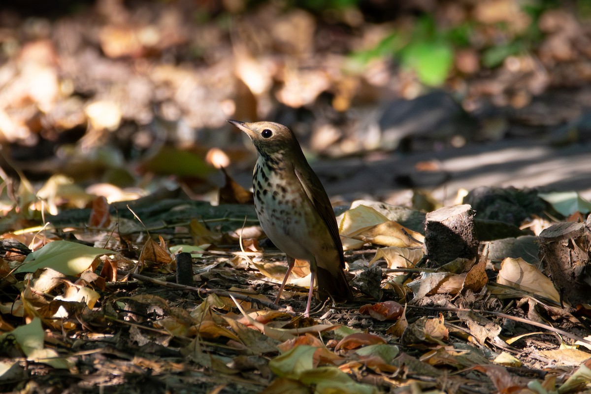 Hermit Thrush - ML643208663