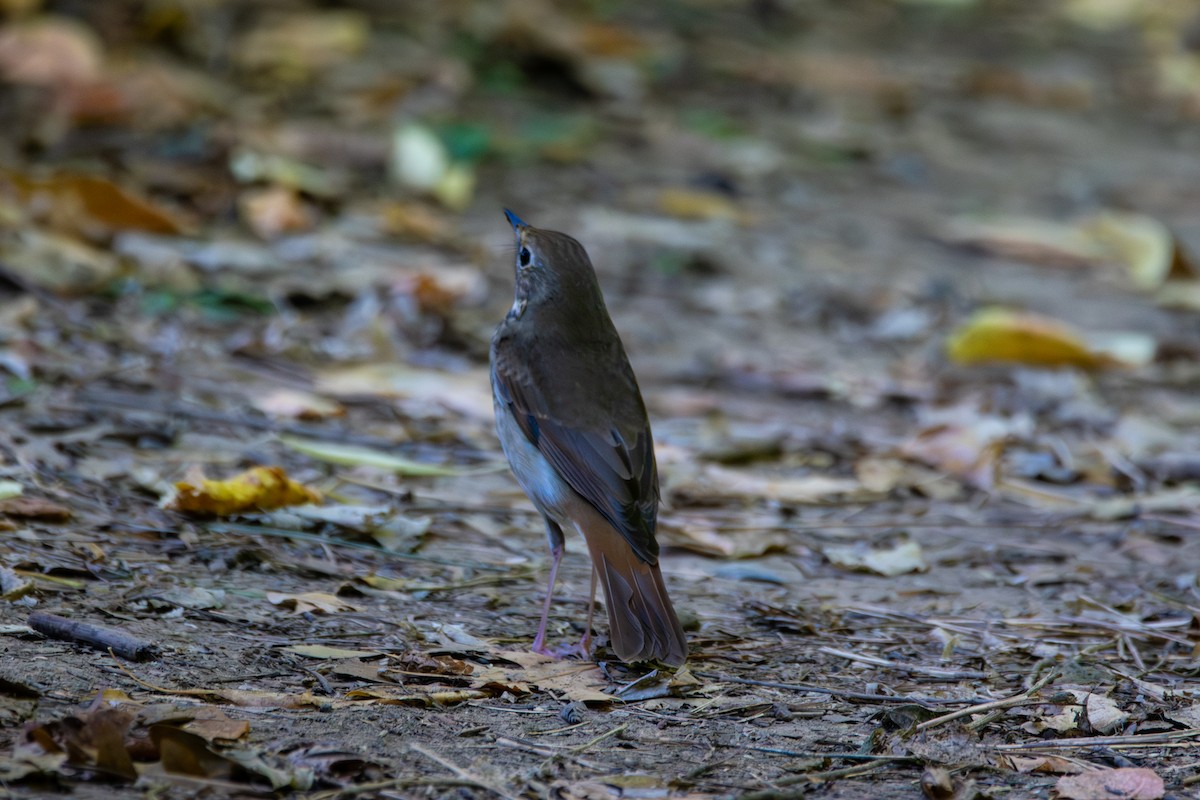 Hermit Thrush - ML643208664