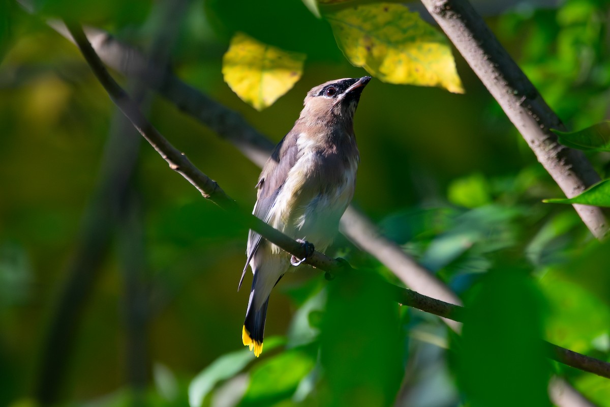 Cedar Waxwing - ML643208671