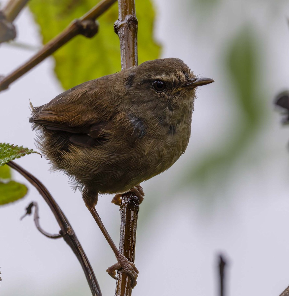 Aberrant Bush Warbler (Sunda) - ML643208673