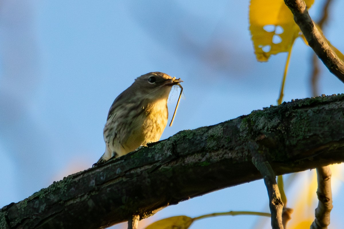 Yellow-rumped Warbler - ML643208685