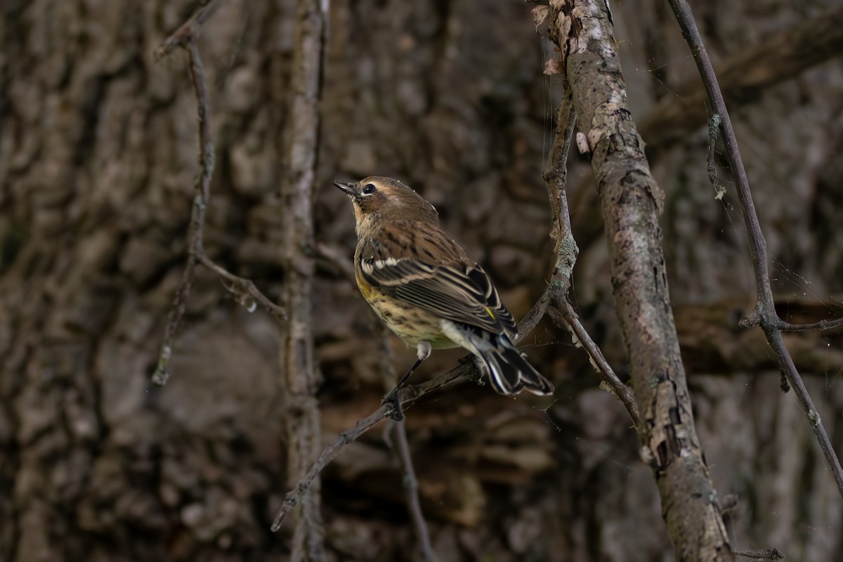 Yellow-rumped Warbler - ML643208686