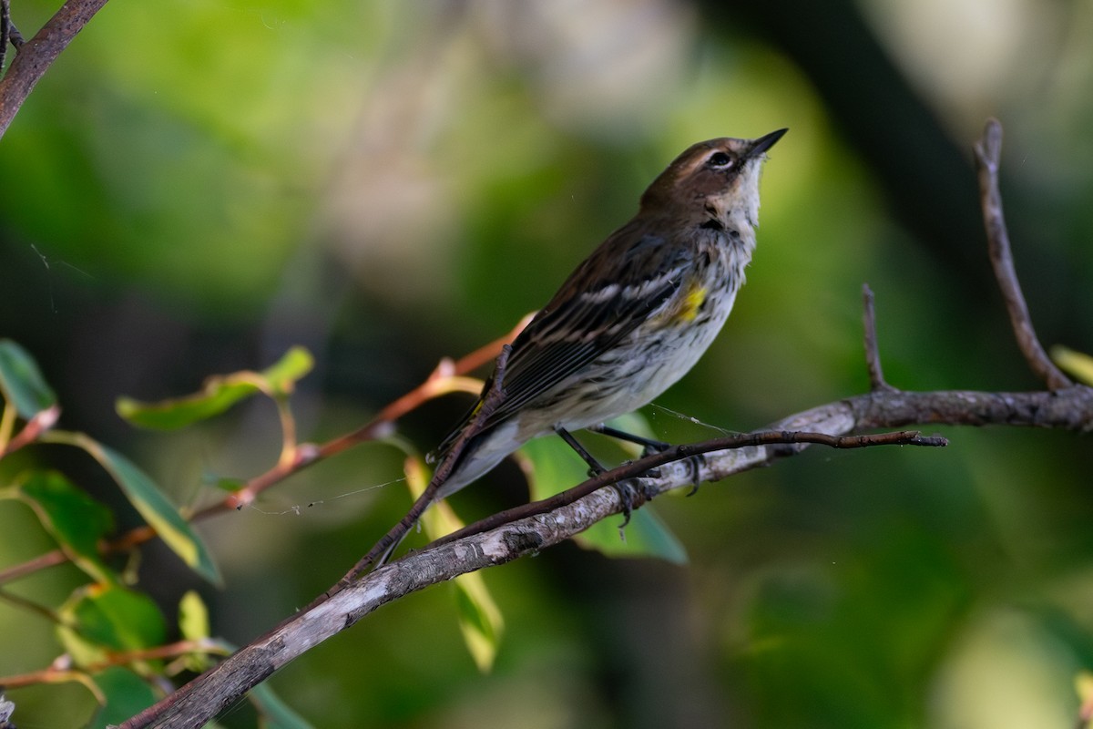 Yellow-rumped Warbler - ML643208687