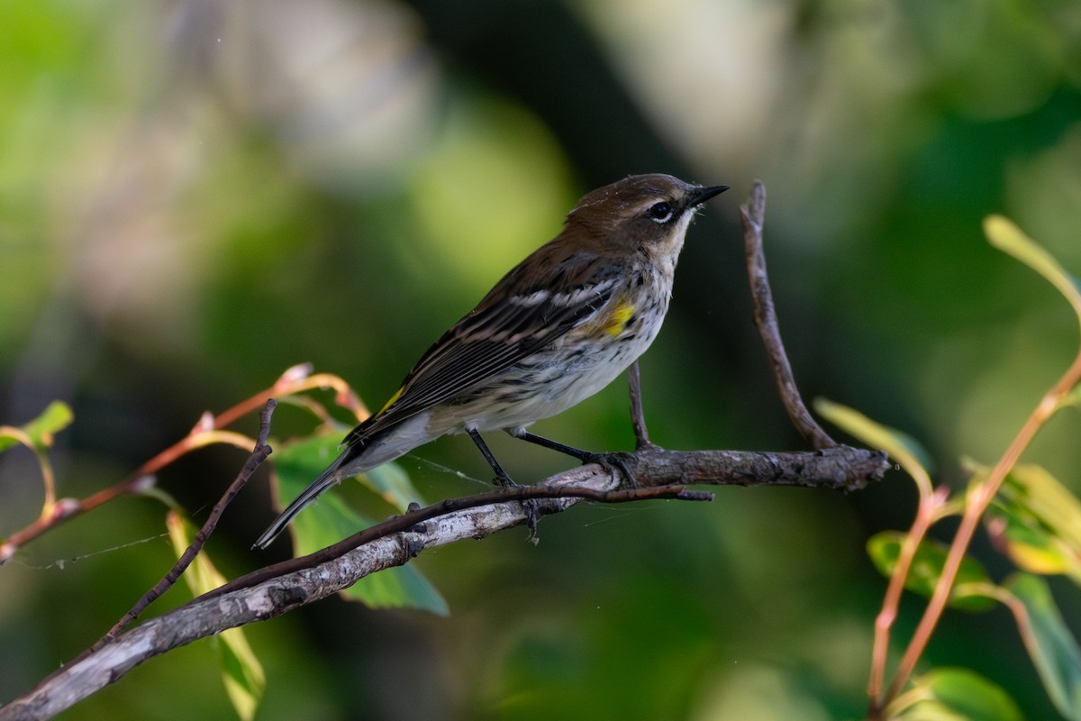 Yellow-rumped Warbler - ML643208688