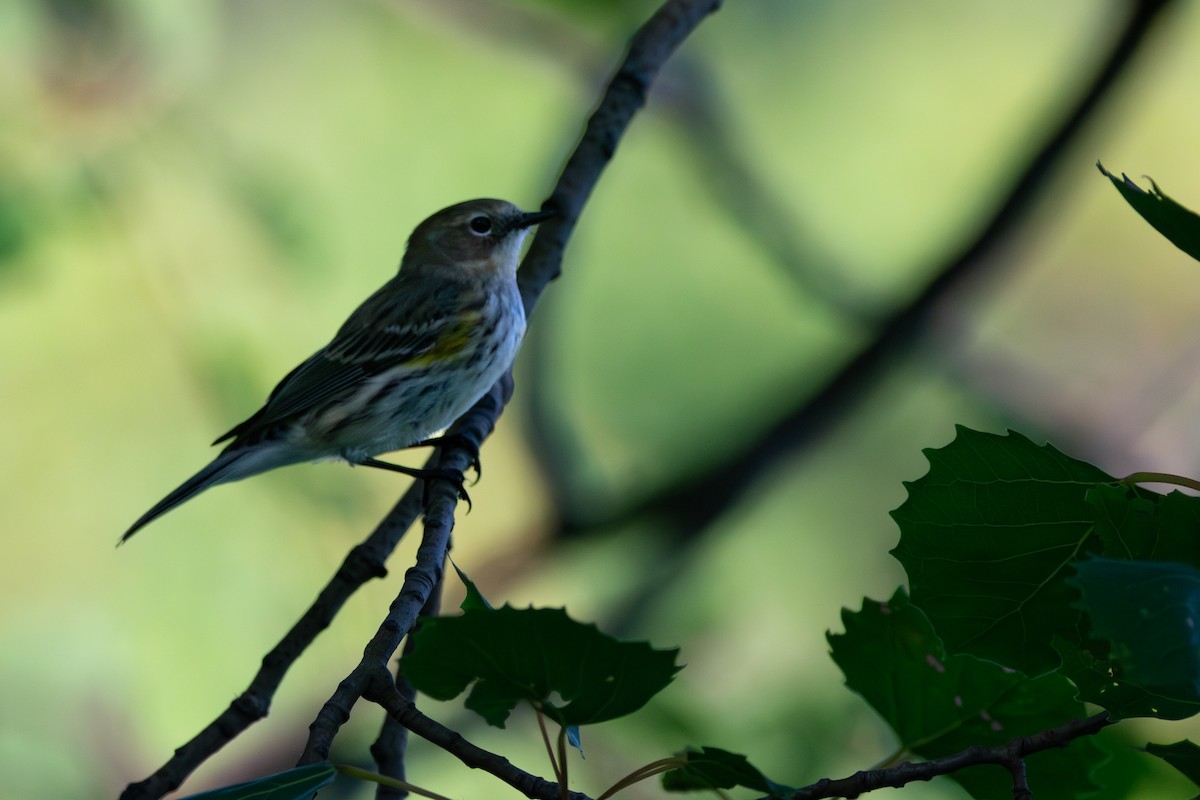 Yellow-rumped Warbler - ML643208689