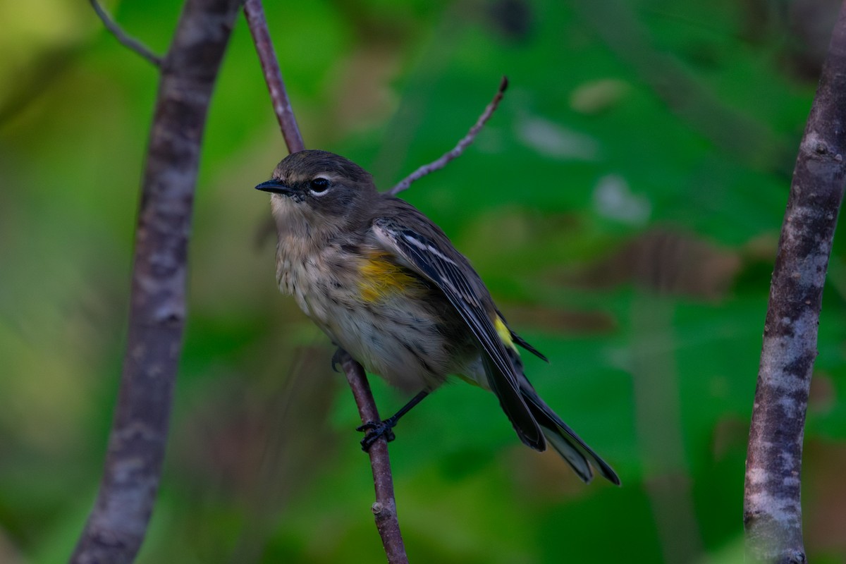 Yellow-rumped Warbler - ML643208690