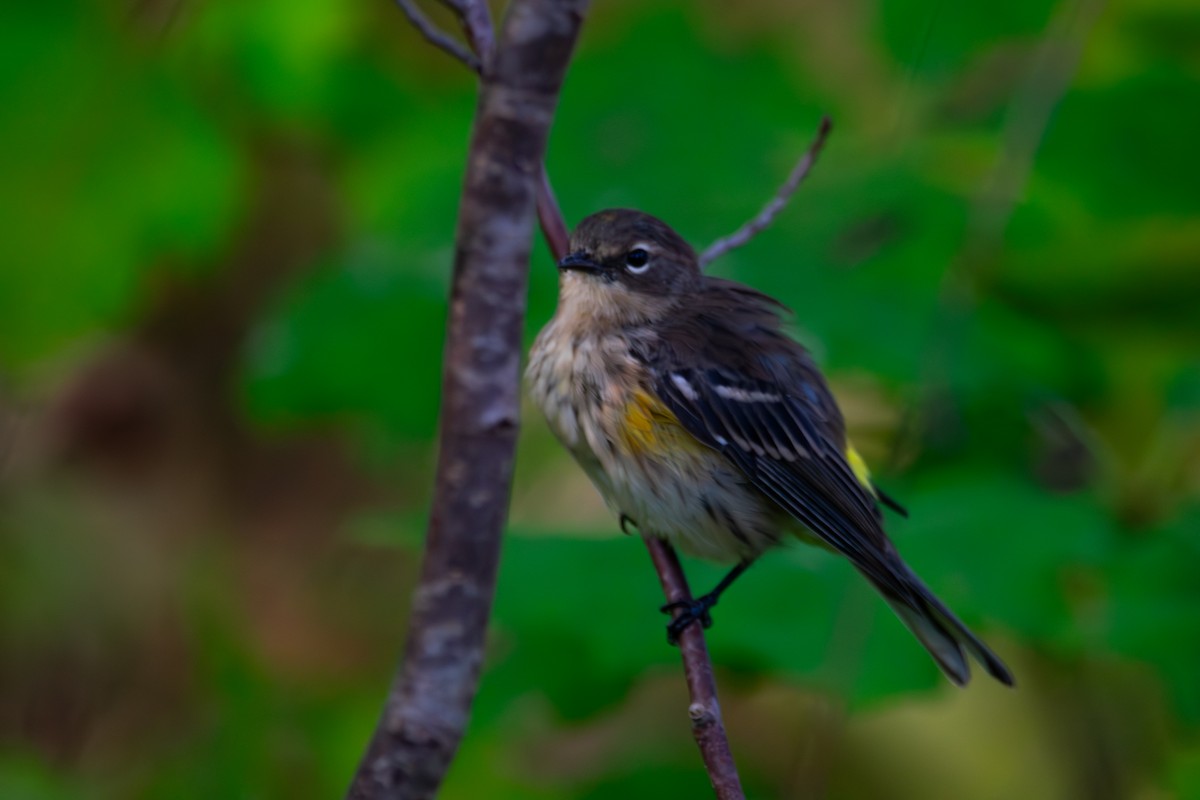 Yellow-rumped Warbler - ML643208691