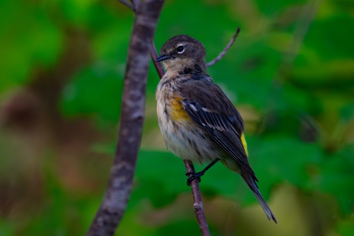 Yellow-rumped Warbler - ML643208693