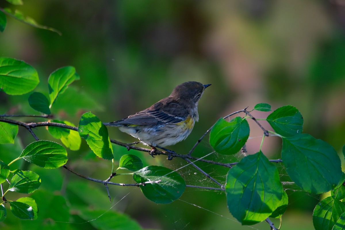Yellow-rumped Warbler - ML643208694