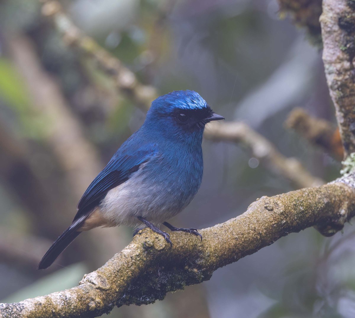 Papamoscas Índigo (ruficrissa/cerviniventris) - ML643208699