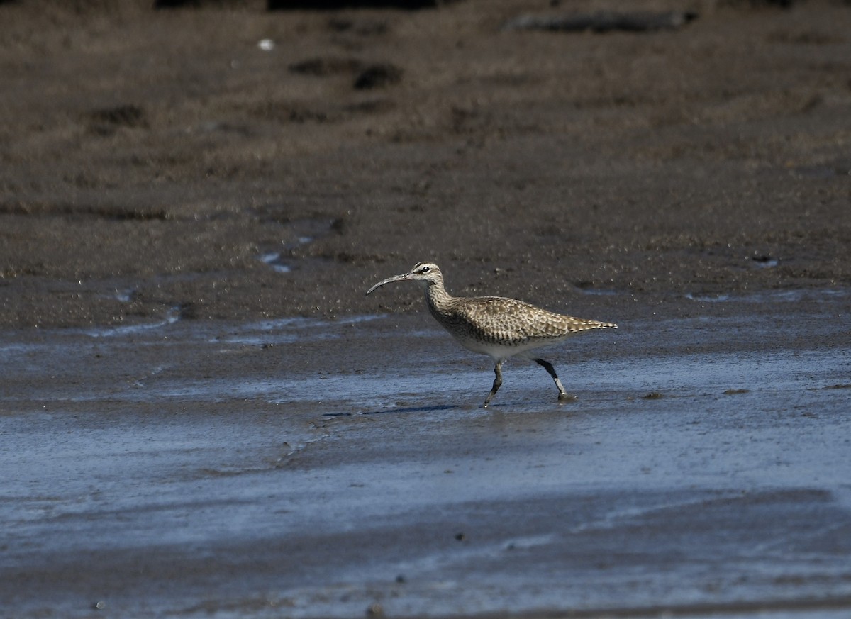 Hudsonian Whimbrel - ML643208703