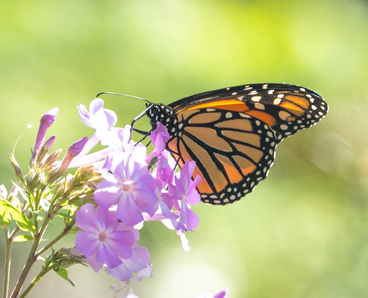 Migratory Monarch - ML643208707
