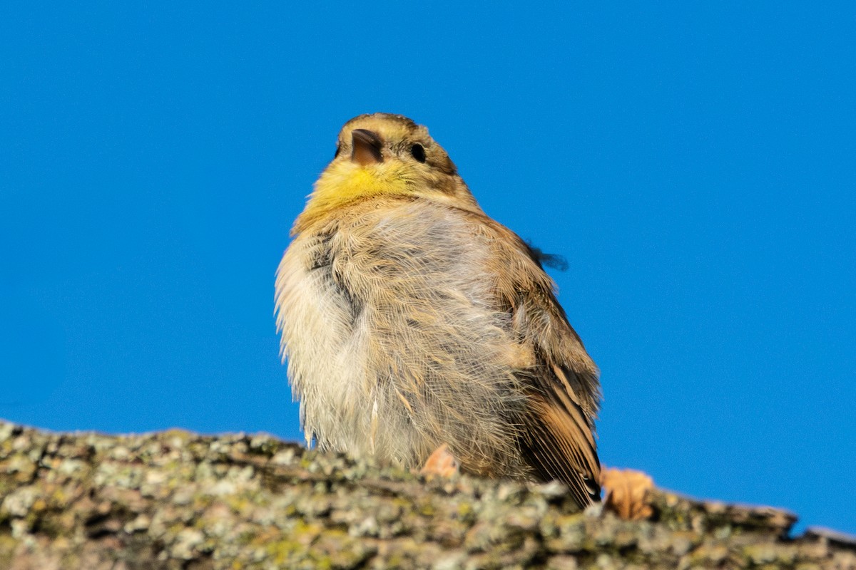 American Goldfinch - ML643208713