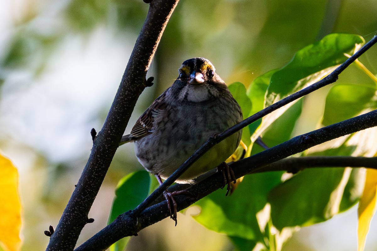 White-throated Sparrow - ML643208739