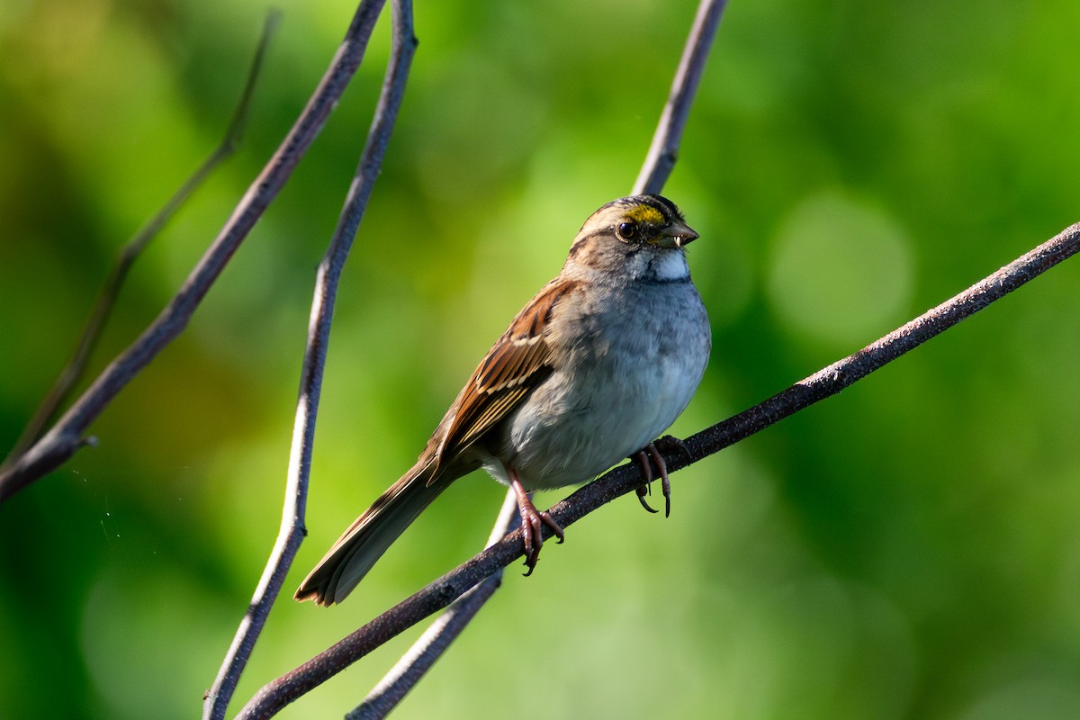 White-throated Sparrow - ML643208740
