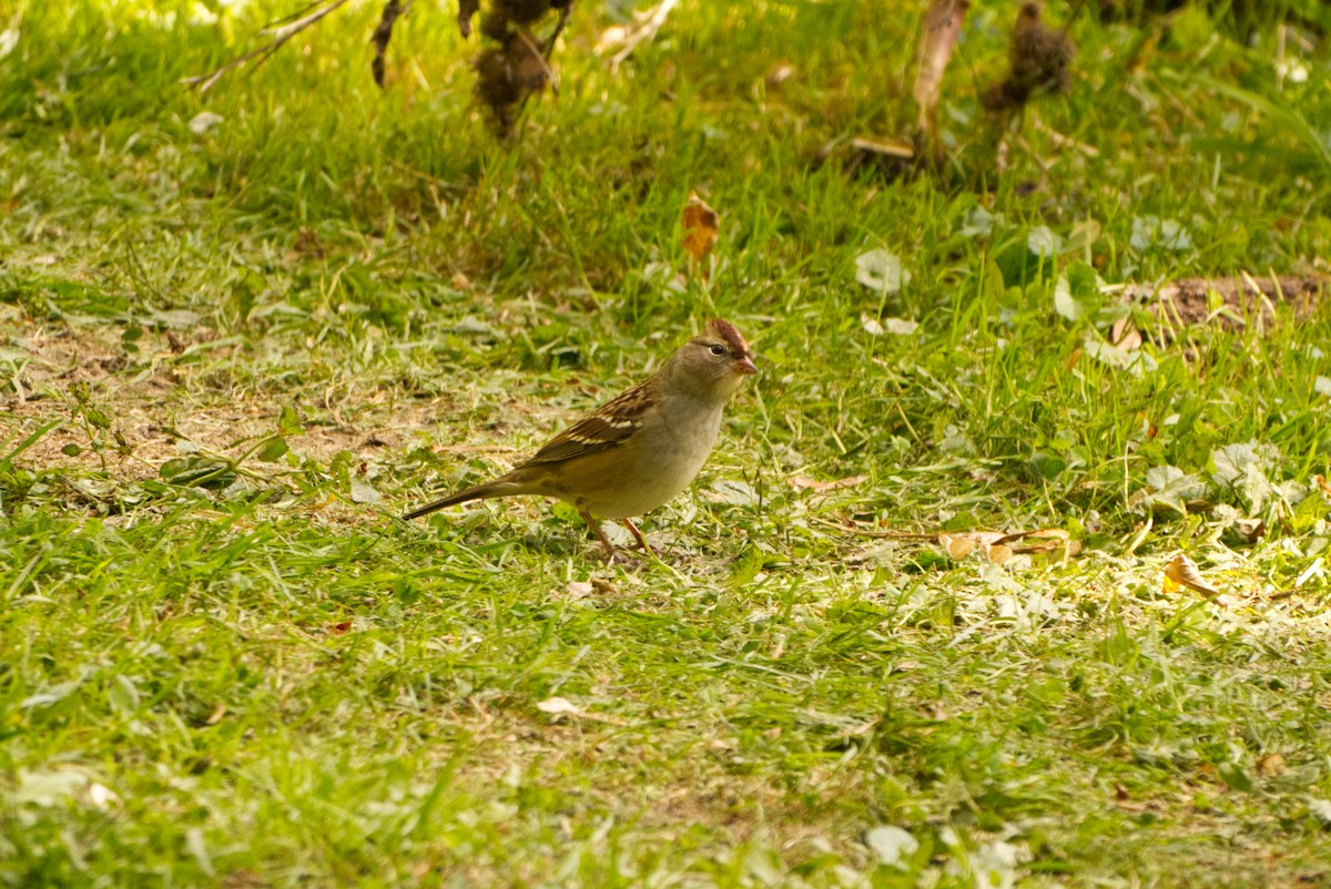 White-crowned Sparrow - ML643208750