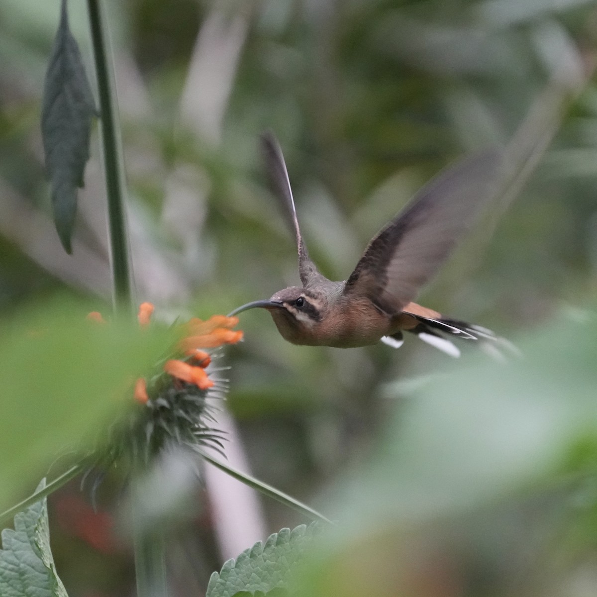 Planalto Hermit - ML643208752