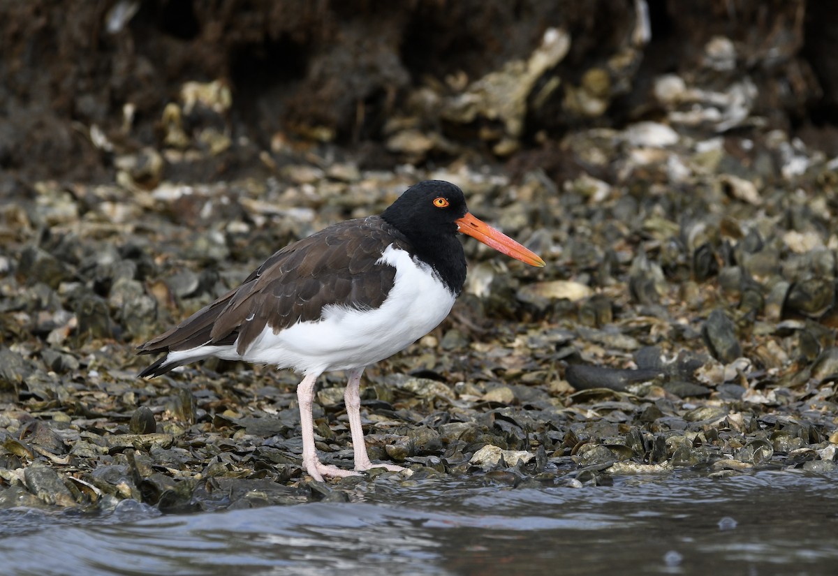American Oystercatcher - ML643208808
