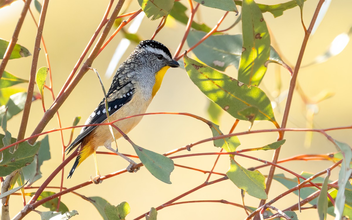ホウセキドリ（xanthopyge） - ML643208811