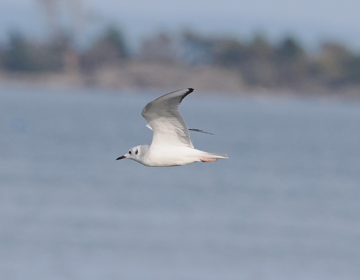 Bonaparte's Gull - ML643208830