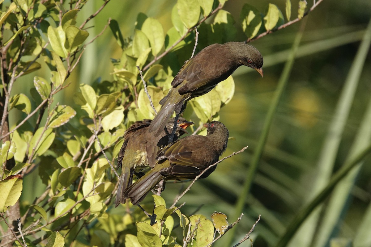 Palmchat - ML643208844