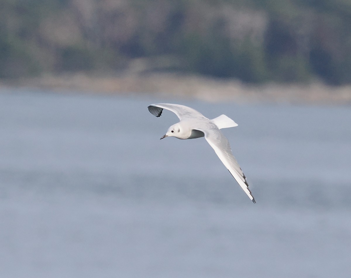 Bonaparte's Gull - ML643208873