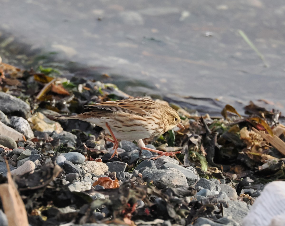 Savannah Sparrow - ML643208877