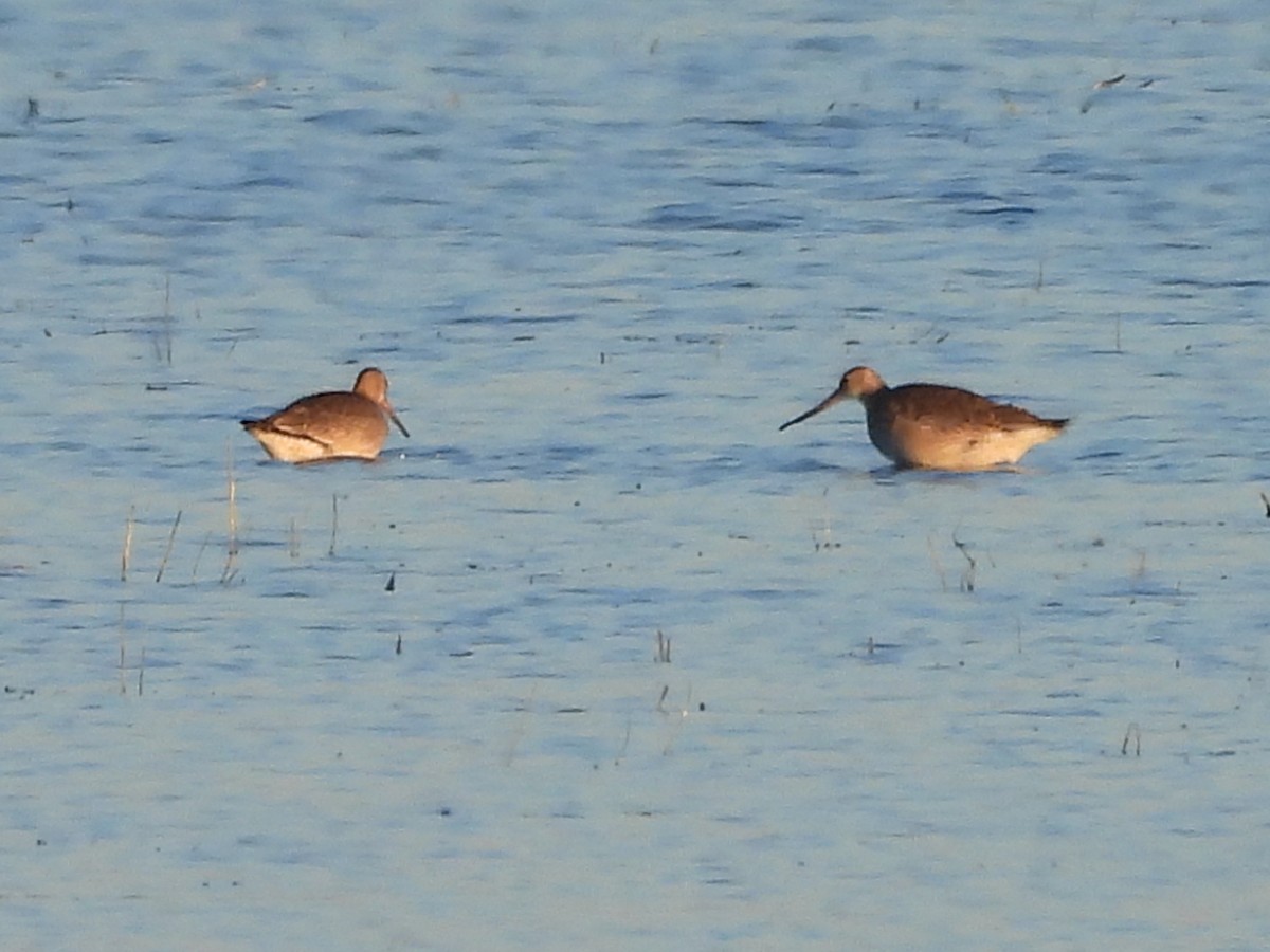 Hudsonian Godwit - ML643208896