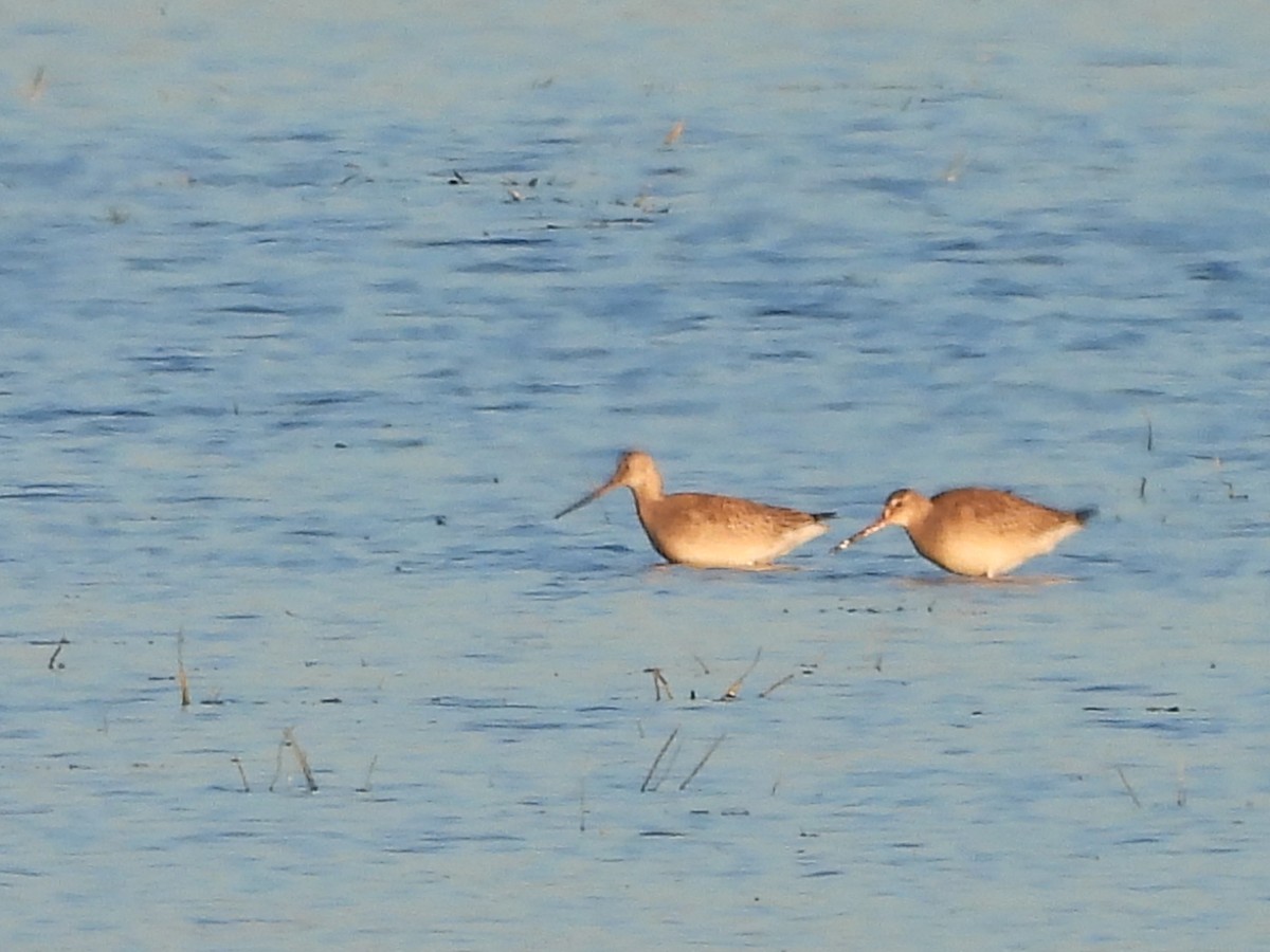 Hudsonian Godwit - ML643208897