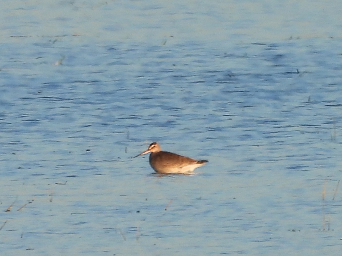Hudsonian Godwit - ML643208898