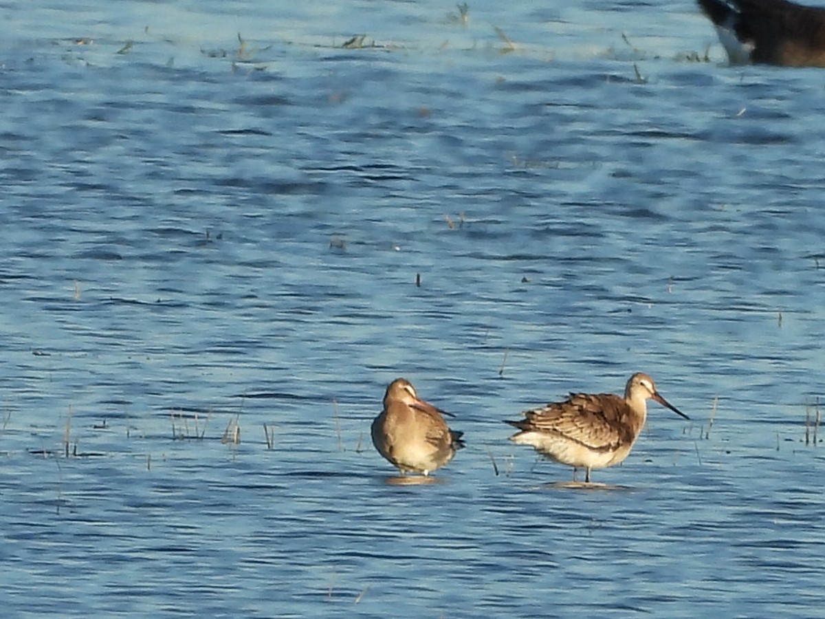 Hudsonian Godwit - ML643208902
