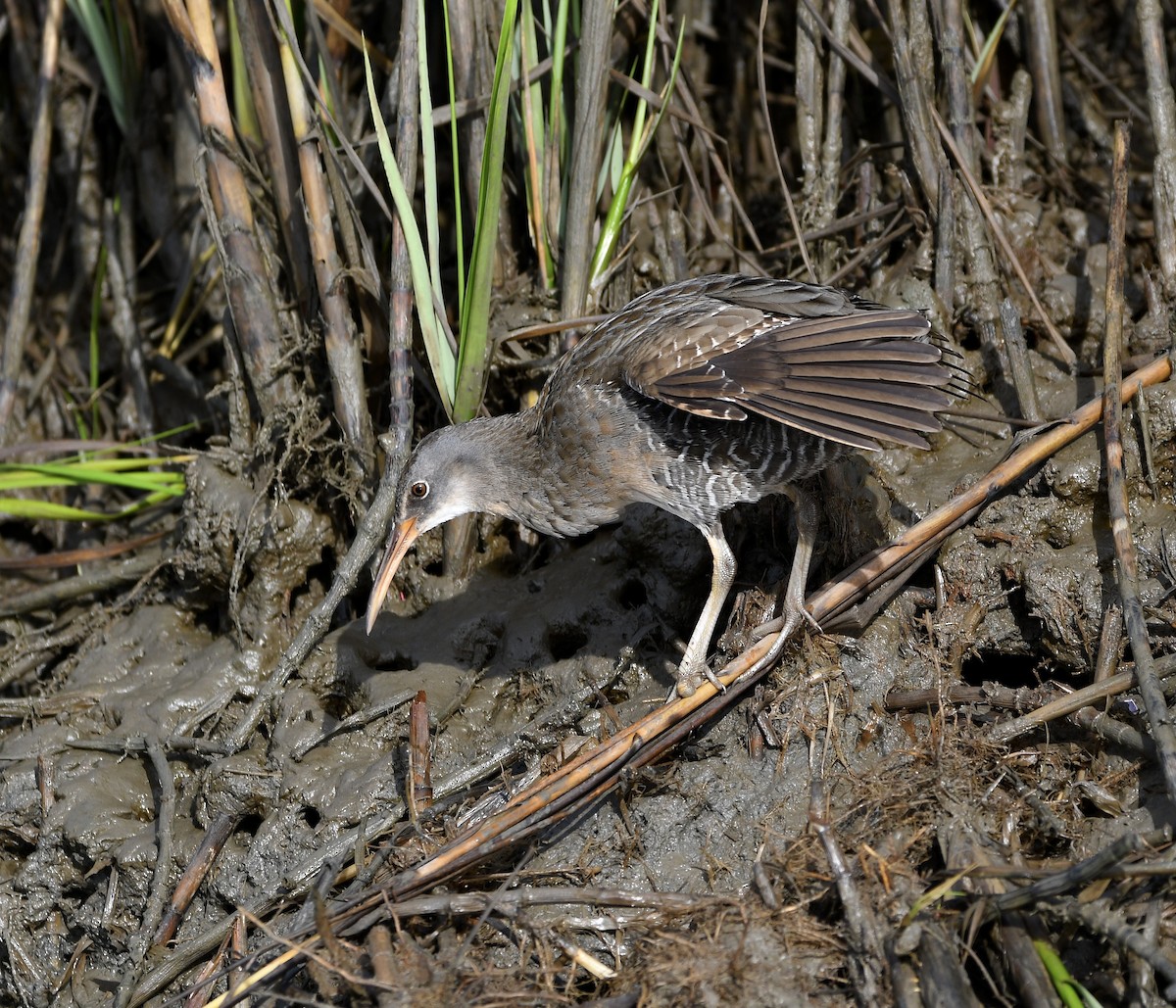 Clapper Rail (Atlantic Coast) - ML643208927