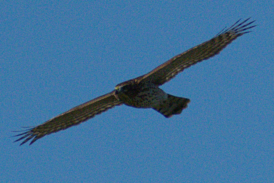 Cooper's Hawk - ML643208929