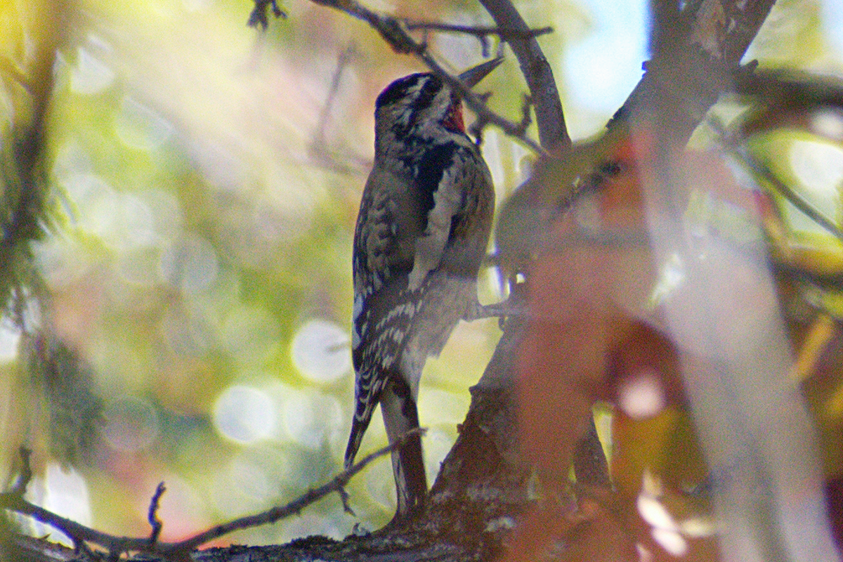 Yellow-bellied Sapsucker - ML643208935