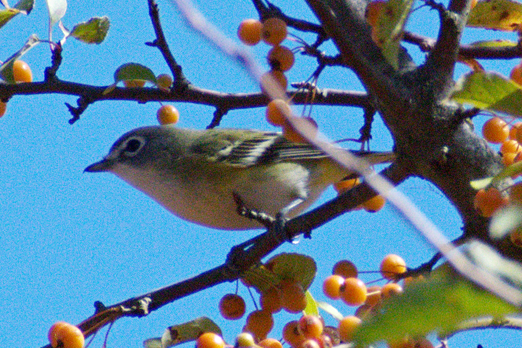 Blue-headed Vireo - ML643208958