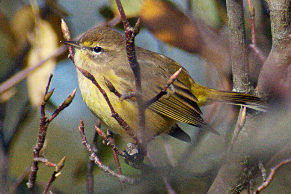 Palm Warbler - ML643208981