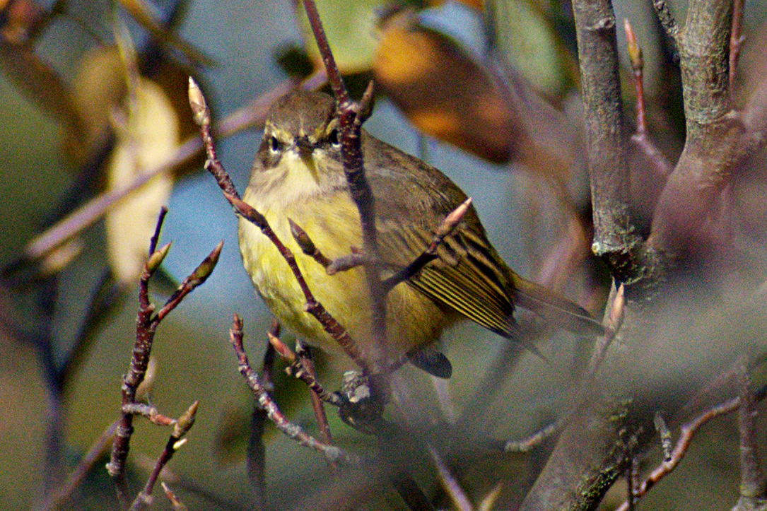 Palm Warbler - ML643208982