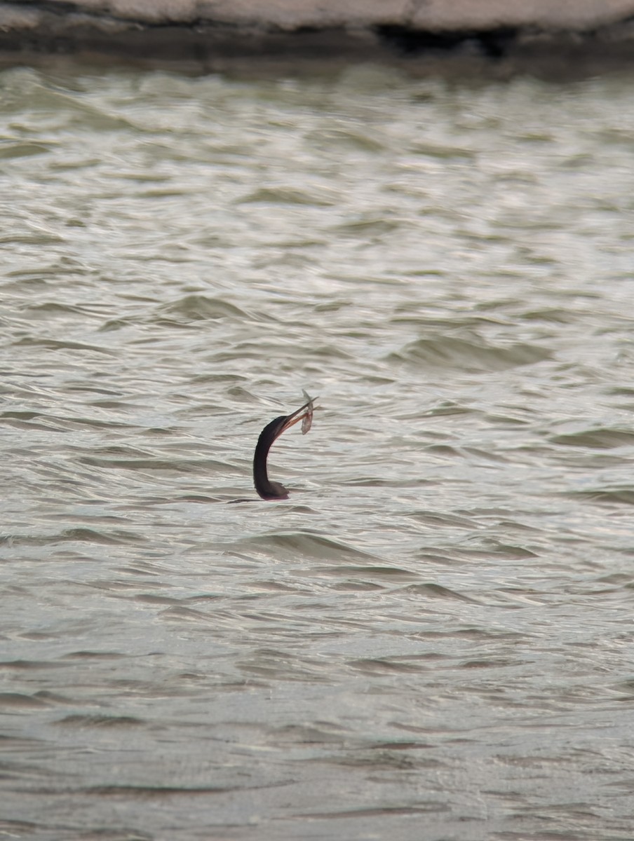 Anhinga - ML643209005